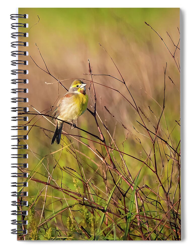 Dickcissel Spiral Notebook featuring the photograph Spring Arrival by Pam Rendall