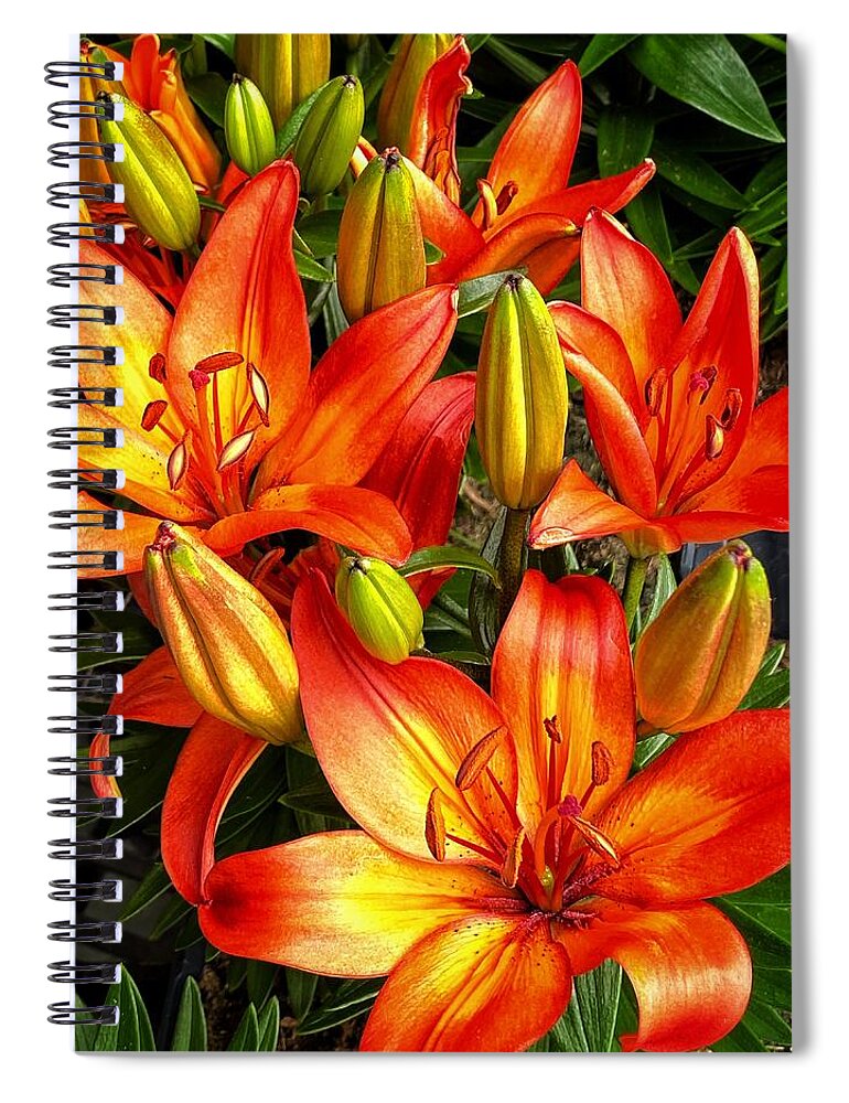 Lily Spiral Notebook featuring the photograph Spring Beauties by Jerry Abbott