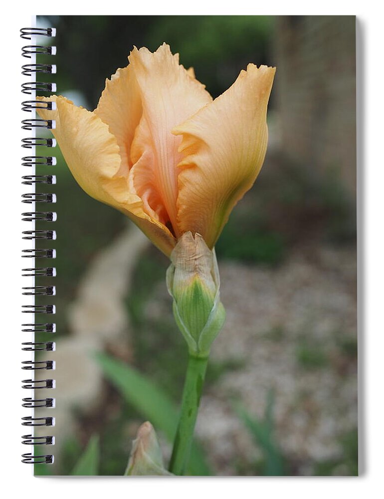 Orange Spiral Notebook featuring the photograph Spring Bloom 11 by C Winslow Shafer