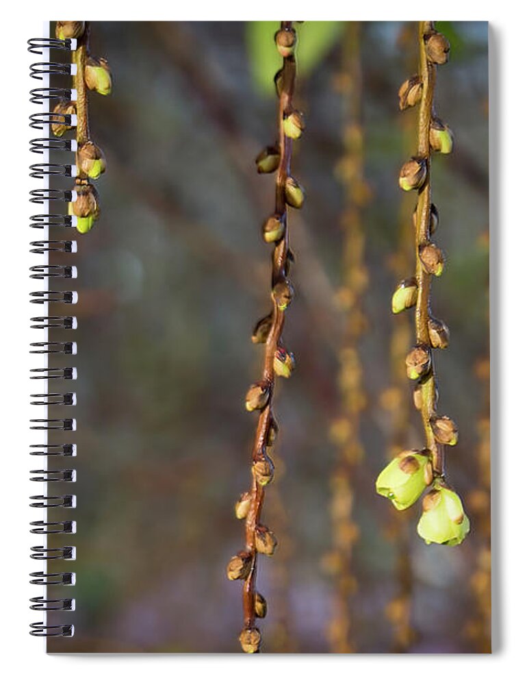 Willow Spiral Notebook featuring the photograph Spring Buds by Kathy Strauss