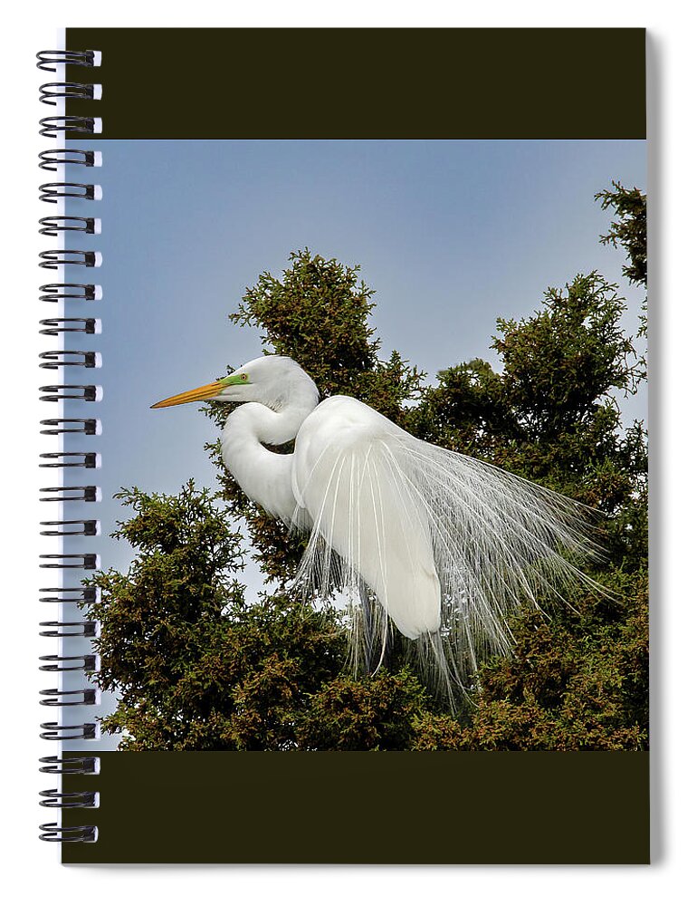 Animals Spiral Notebook featuring the photograph Spring Egret by Brian Shoemaker