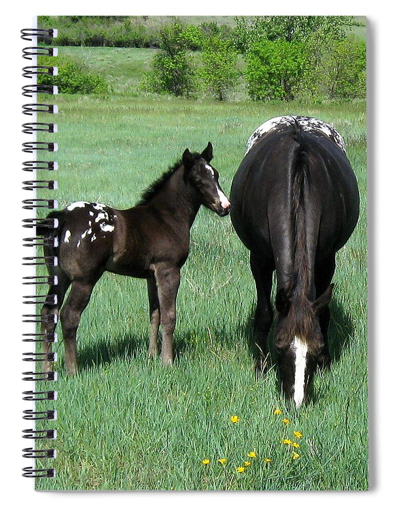 Appaloosas Spiral Notebook featuring the photograph Spring Grass by Katie Keenan