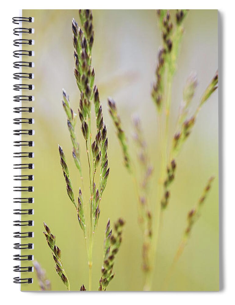 Field Spiral Notebook featuring the photograph Spring Grasses by Amelia Pearn