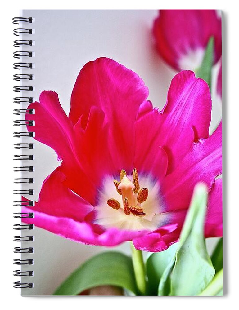 Tulips Spiral Notebook featuring the photograph Spring In Winter by Alida M Haslett