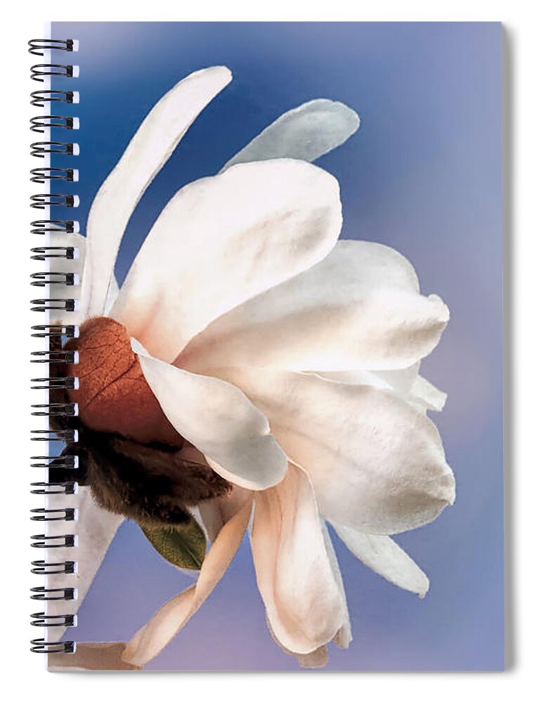 White Magnolia Spiral Notebook featuring the photograph Spring magnolia blossoms by Janice Drew