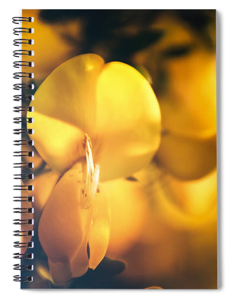 Cytisus Spiral Notebook featuring the photograph Spring Pearls by Jaroslav Buna
