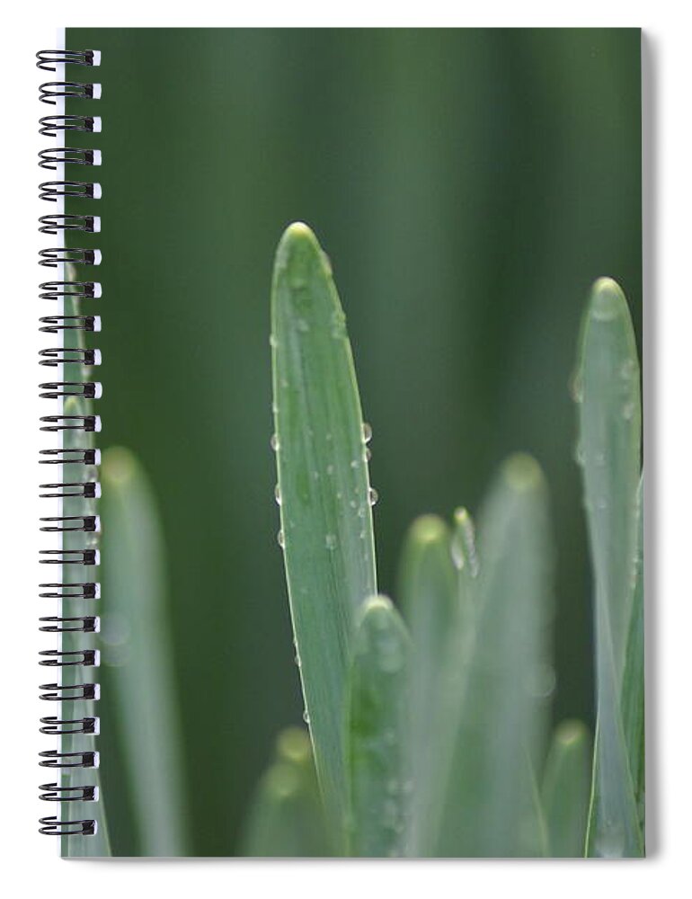 Water Spiral Notebook featuring the photograph Spring Rain by Heather E Harman