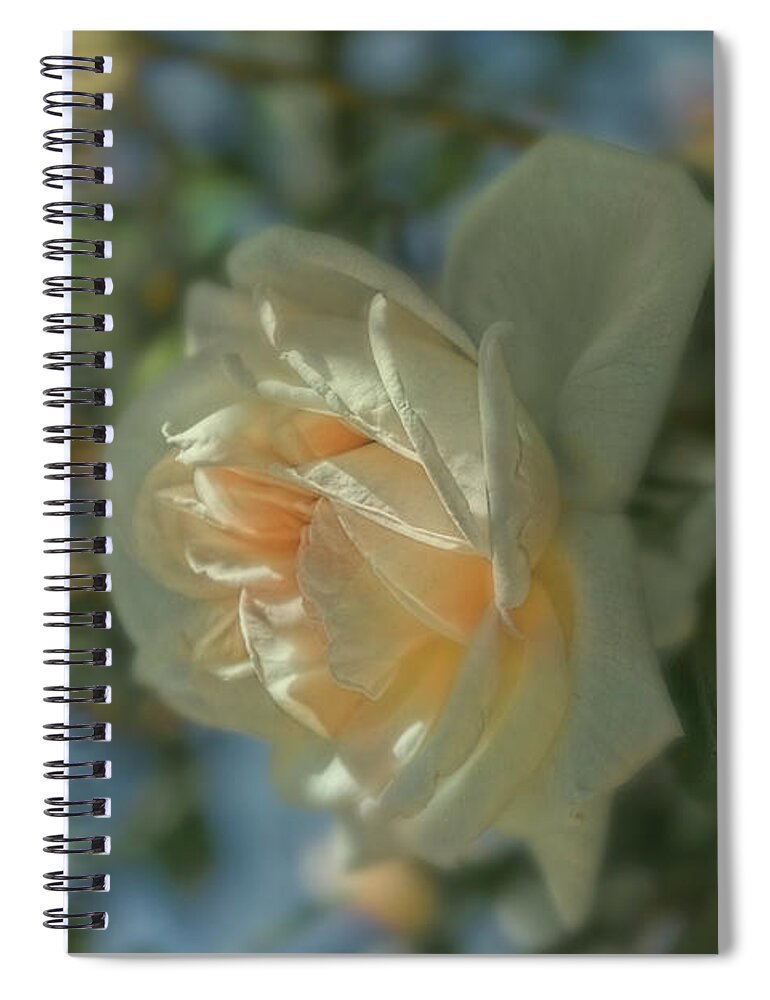 Rose Spiral Notebook featuring the photograph Spring Rose by Elaine Teague