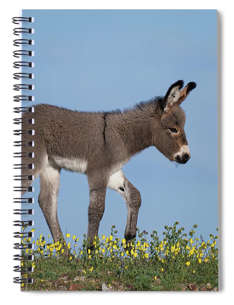Wild Burros Spiral Notebook featuring the photograph Spring Time by Mary Hone
