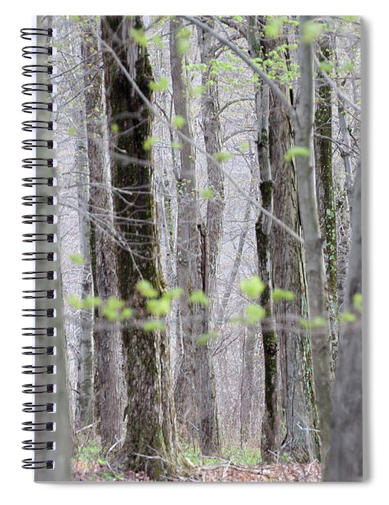 Spring Trees Spiral Notebook featuring the photograph Spring Woods 1 - by Julie Weber