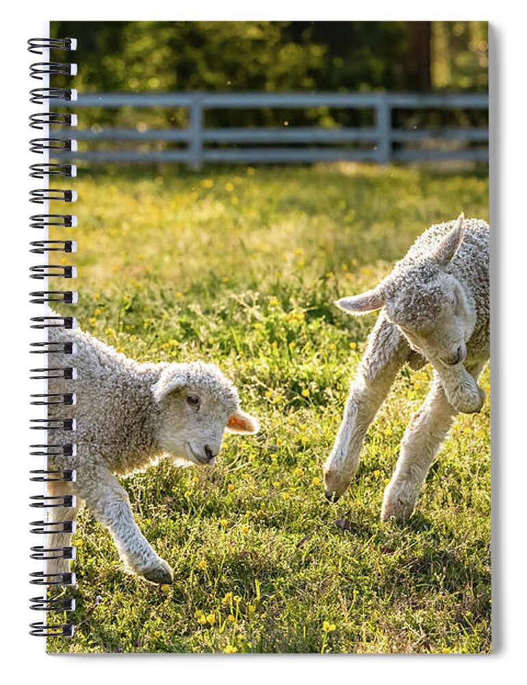 Sheep Spiral Notebook featuring the photograph Springing Lambs by Lara Morrison