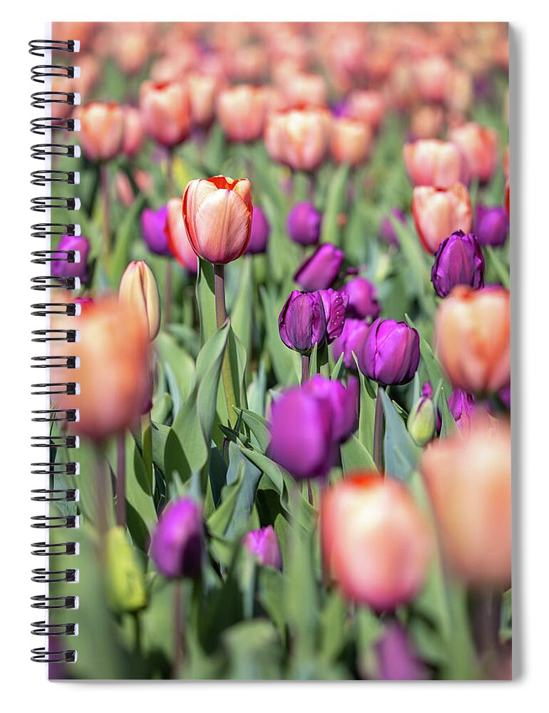 Fine Art Spiral Notebook featuring the photograph Sprintime by Kim Sowa