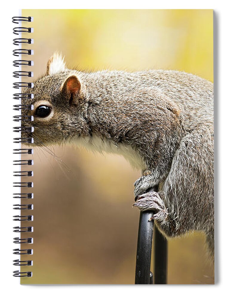 Squirrel Spiral Notebook featuring the photograph Squirrel by Amelia Pearn