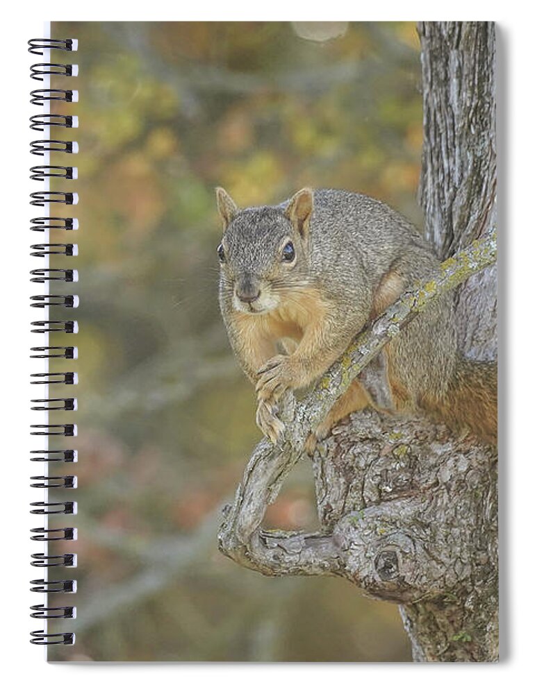 Squirrel Spiral Notebook featuring the photograph Squirrel Print by Cathy Valle