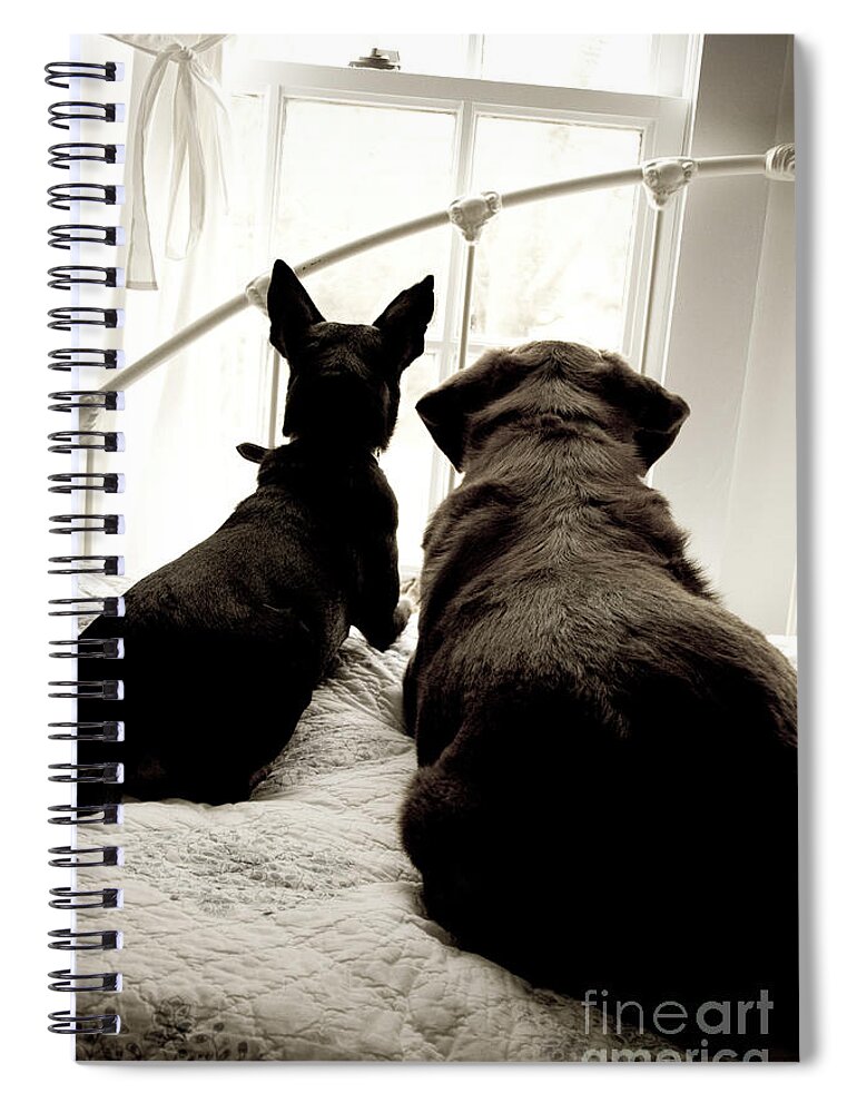 Dogs Spiral Notebook featuring the photograph Squirrel Watch by Renee Spade Photography