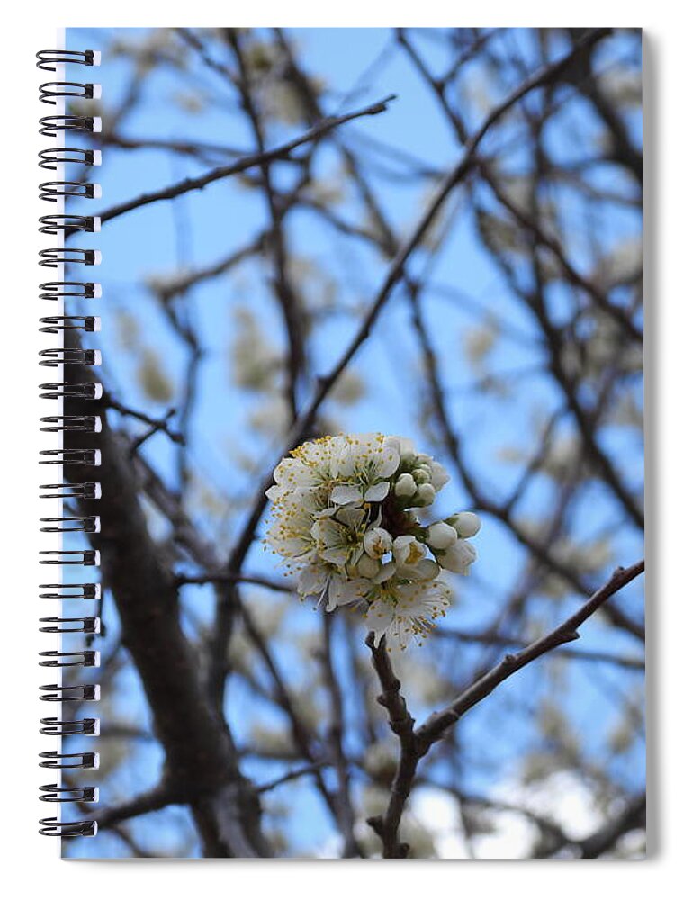 Spring Spiral Notebook featuring the photograph Stained Glass Blossoms by Amanda R Wright
