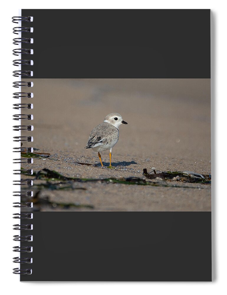 Shorebird Spiral Notebook featuring the photograph Standing on Sparkle by Linda Bonaccorsi