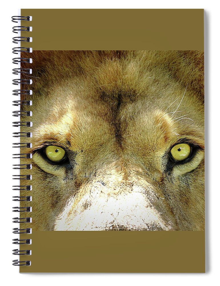Lion Spiral Notebook featuring the photograph Stare Down by Lens Art Photography By Larry Trager
