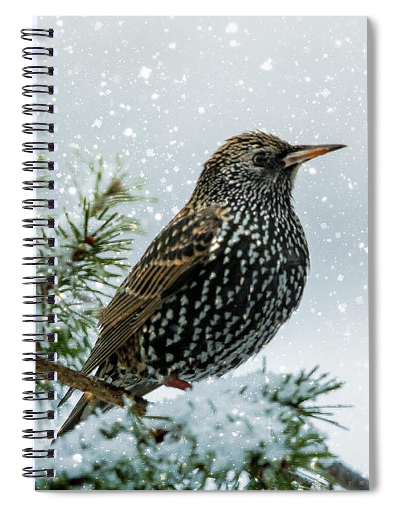 Bird Spiral Notebook featuring the photograph Starling In Snow by Cathy Kovarik