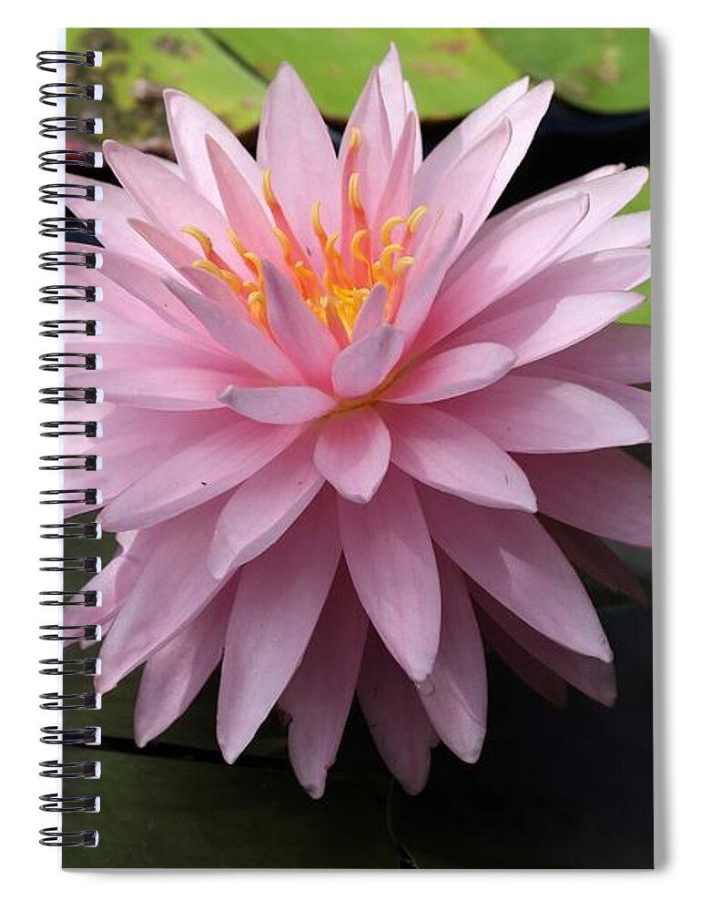 Water Lily Spiral Notebook featuring the photograph Starry Water Lily by Mingming Jiang