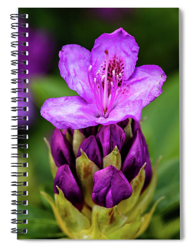 Rhododendron Spiral Notebook featuring the photograph Starting to Bloom by Aashish Vaidya