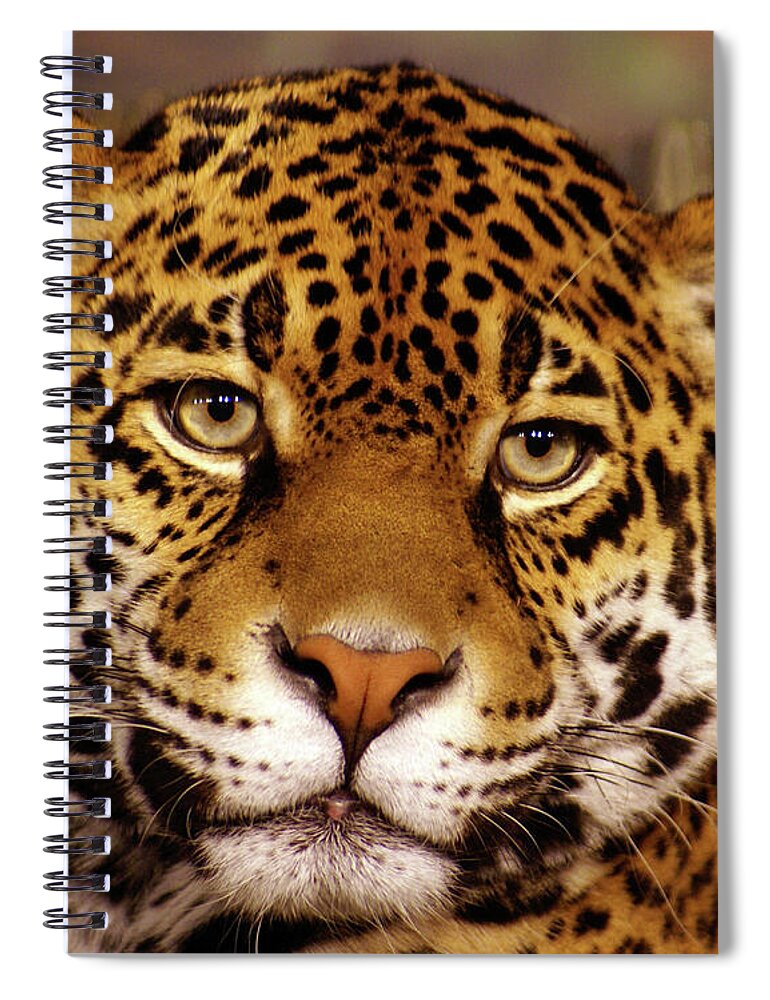 Milwaukee County Zoo Spiral Notebook featuring the photograph Stella, close up by Deb Beausoleil