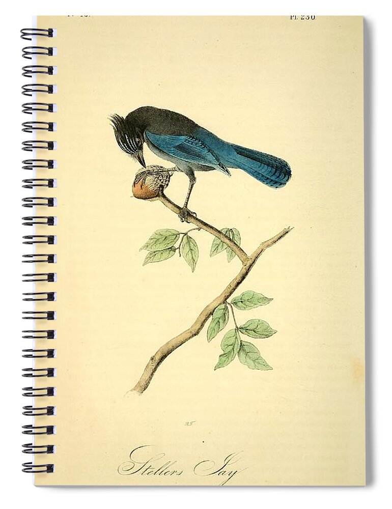 Birds Spiral Notebook featuring the mixed media Stellers Jay by World Art Collective