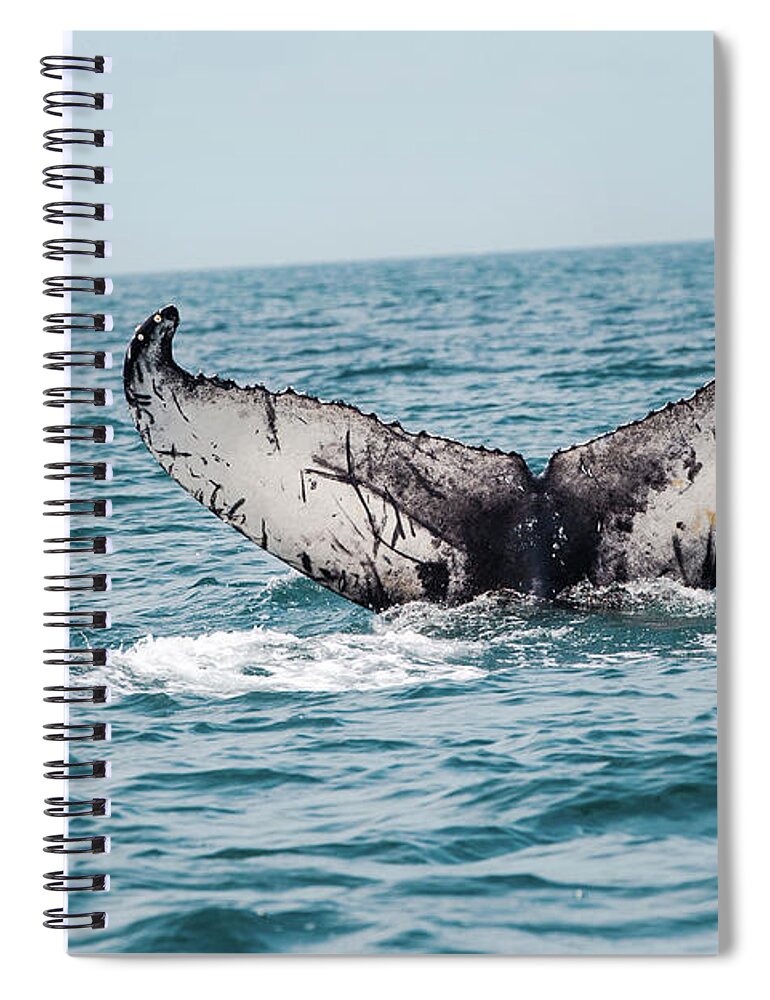 Whale Spiral Notebook featuring the photograph Stellwagen Whale Tail by Ann-Marie Rollo