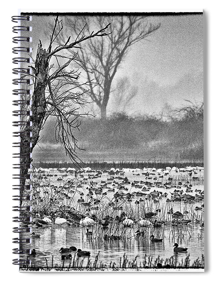 Snow Geese Spiral Notebook featuring the photograph Stillness by Tom Kelly