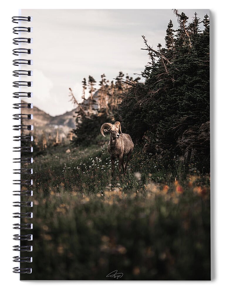  Spiral Notebook featuring the photograph Stoic Bighorn by William Boggs