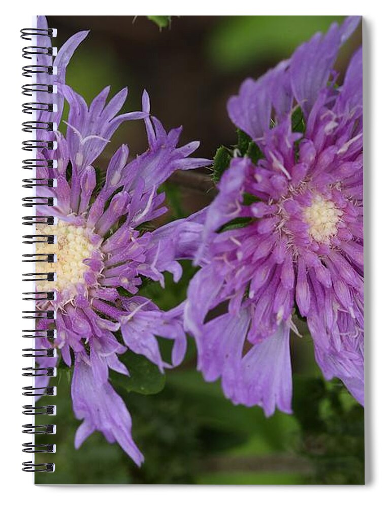 Stoke’s Aster Spiral Notebook featuring the photograph Stoke's Aster Flower 5 by Mingming Jiang