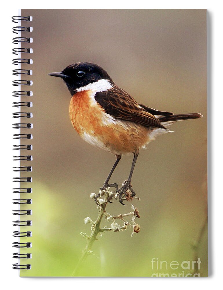 Stonechat Spiral Notebook featuring the photograph Stonechat by Terri Waters