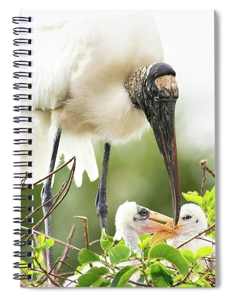 Woodstork Spiral Notebook featuring the photograph Stork and Chicks by Rebecca Herranen
