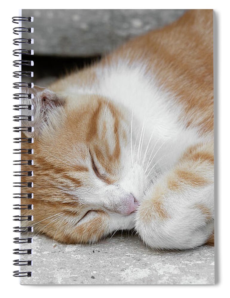 Cat Spiral Notebook featuring the photograph Stray Cat by Katie Dobies