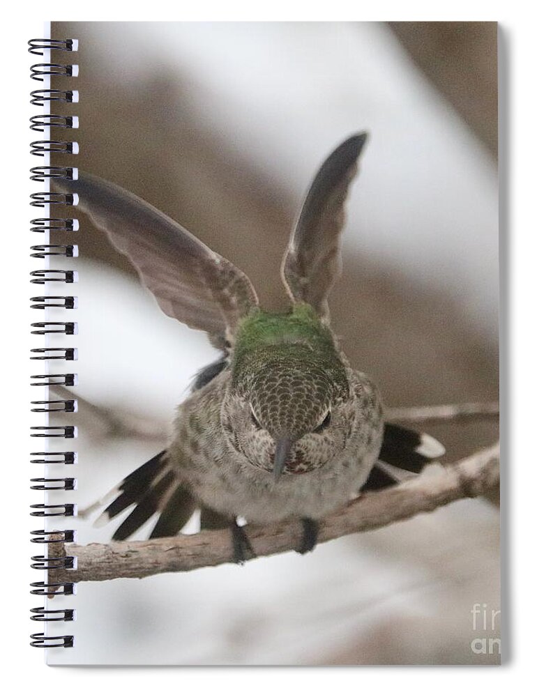Stretching Hummingbird Spiral Notebook featuring the photograph Stretching Hummingbird by Carol Groenen