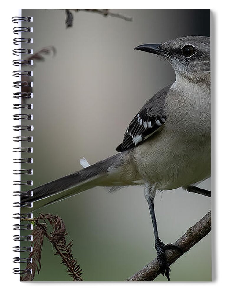 Northern Mockingbird Spiral Notebook featuring the photograph Strike a Pose by RD Allen