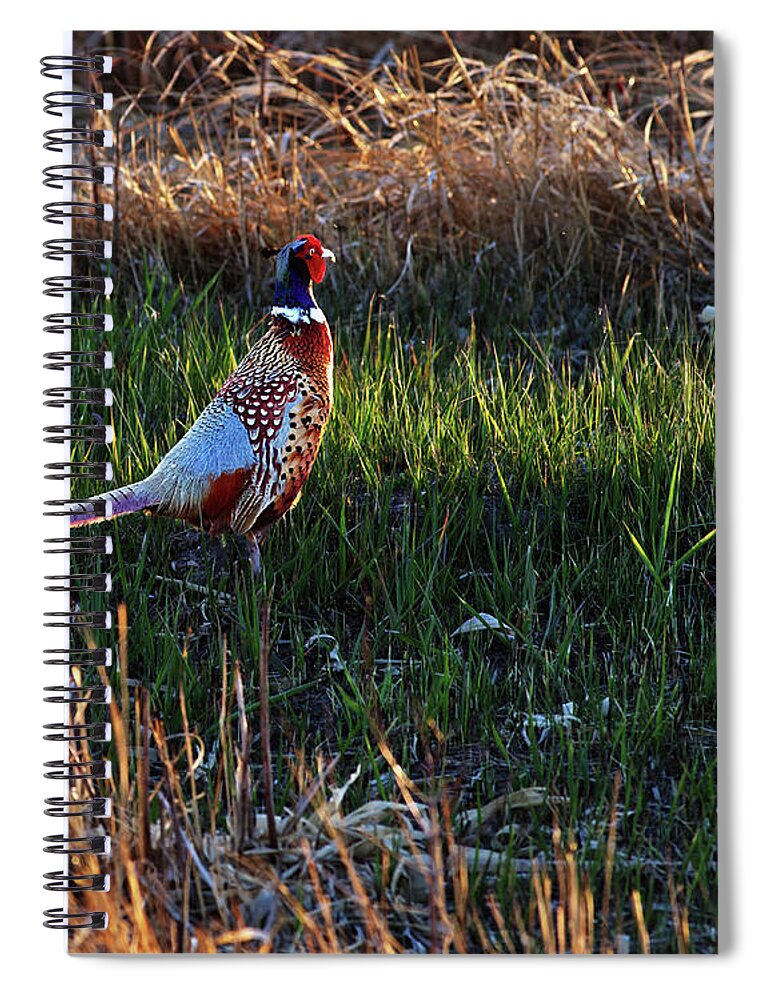 Ring-neck Spiral Notebook featuring the photograph Strutting his Stuff - beautiful sunset-lit male ring-neck pheasant on ND prairie grass by Peter Herman