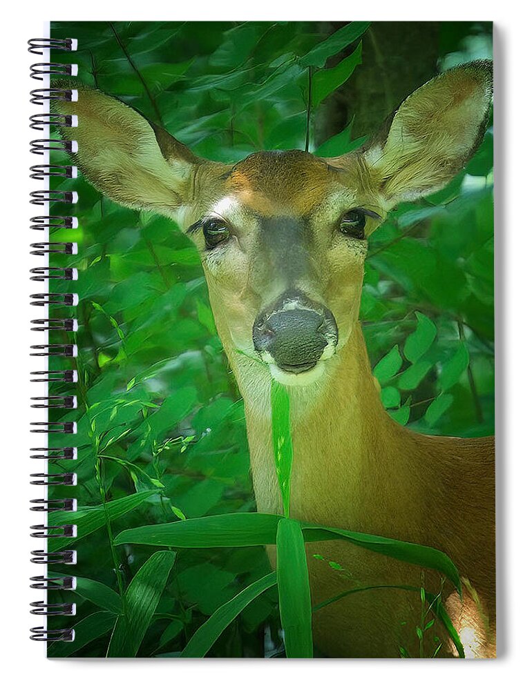 Deer Spiral Notebook featuring the photograph Summer Lady by DArcy Evans