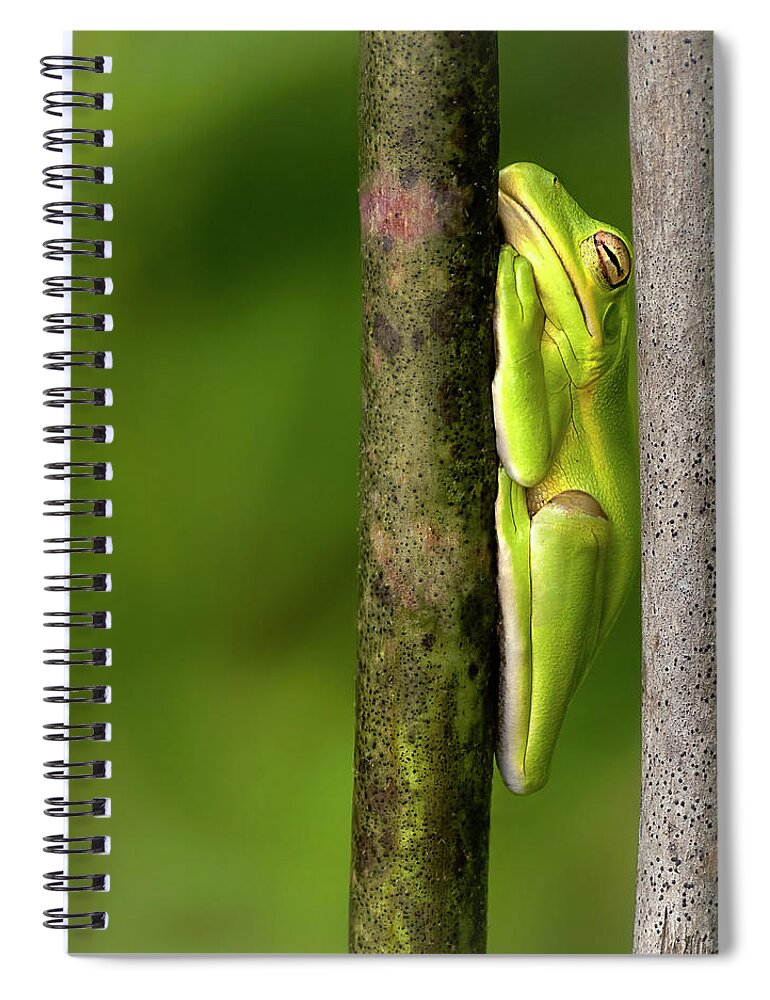 Frog Spiral Notebook featuring the photograph Summer Squeeze by Art Cole
