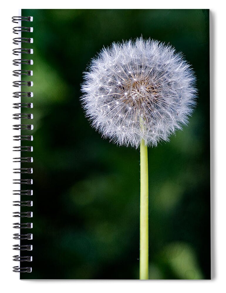 Dandelion Spiral Notebook featuring the photograph Summer Wishes by Carrie Hannigan