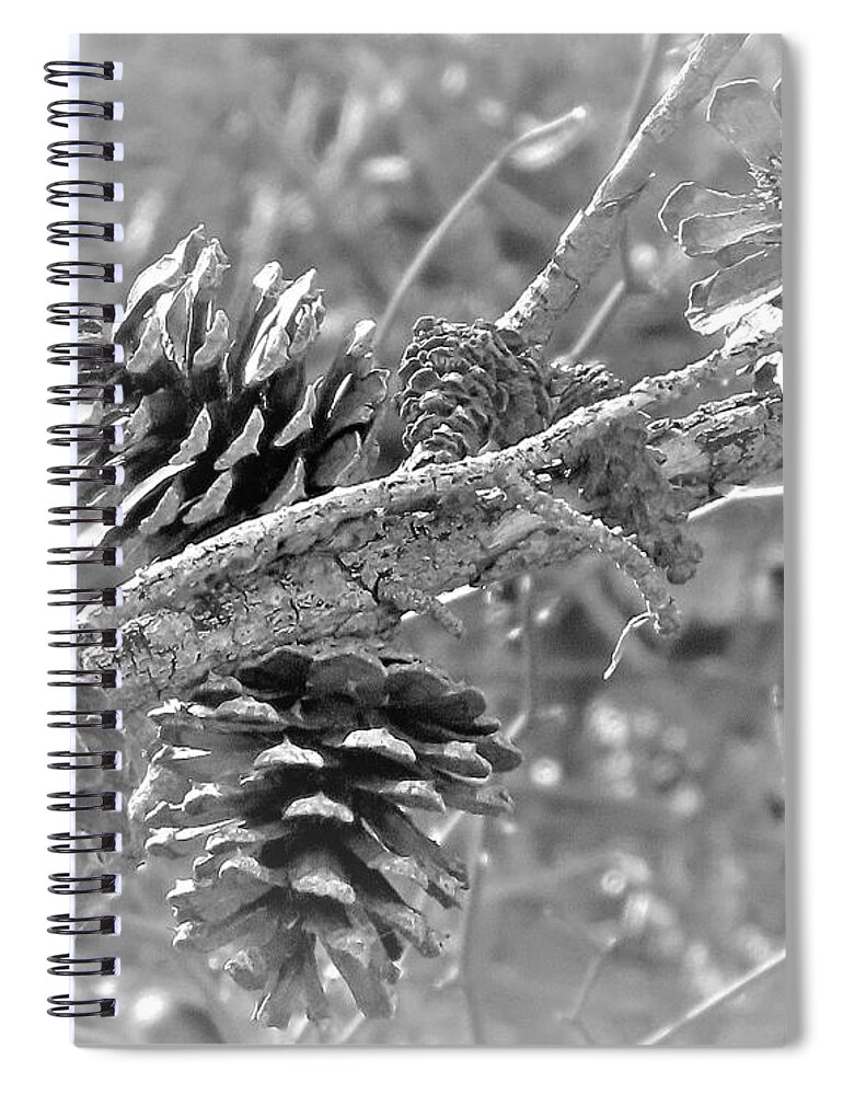 Pine Cones Spiral Notebook featuring the photograph Sun-bleached Pine Cones by Linda Stern
