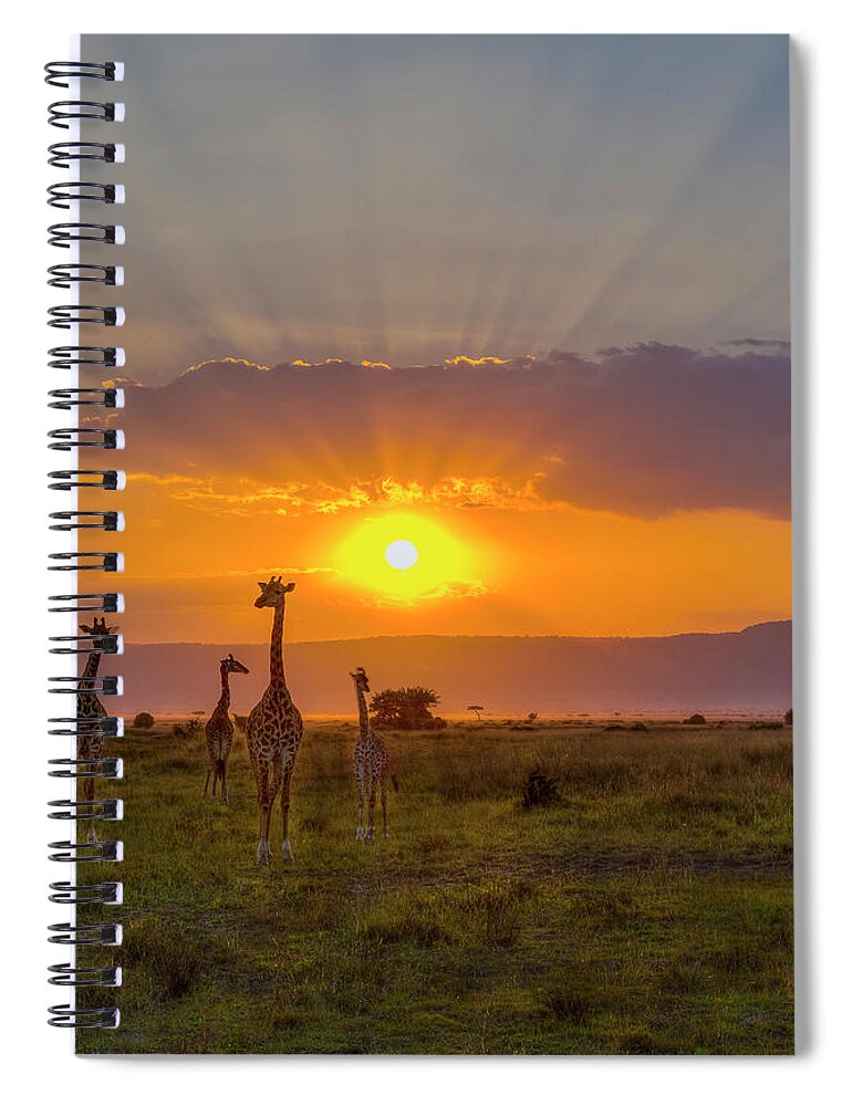 Africa Spiral Notebook featuring the photograph Sun Flaring Giraffes by Laura Hedien