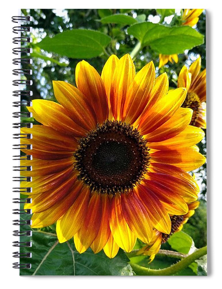 Sun Glow Flower Spiral Notebook featuring the digital art Sun Glow Face by Pamela Smale Williams
