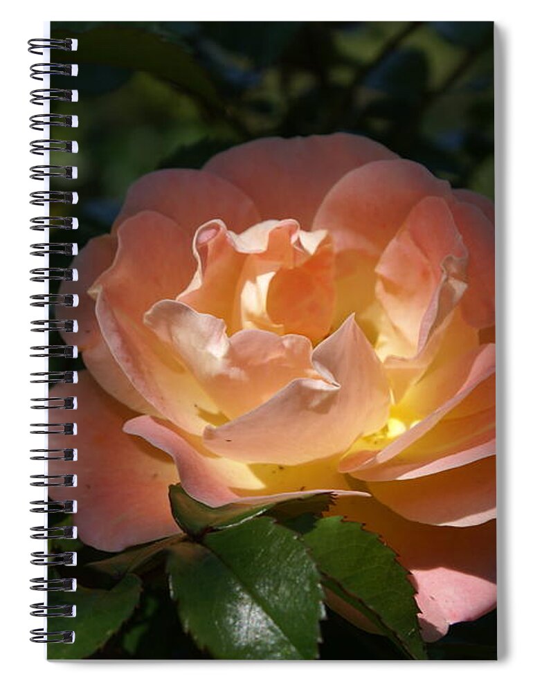  Spiral Notebook featuring the photograph Sun-kissed Rose by Heather E Harman