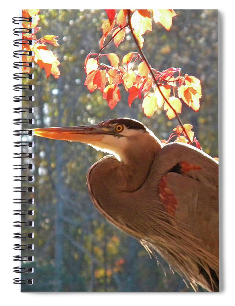 Nature Spiral Notebook featuring the photograph Sunday Visitor by Matthew Seufer