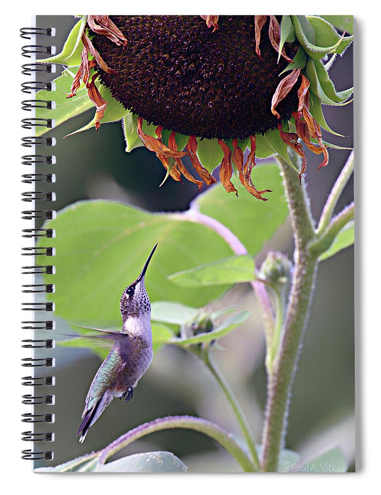 Hummingbird Spiral Notebook featuring the photograph Sunflower And Hummingbird by Paul Vitko