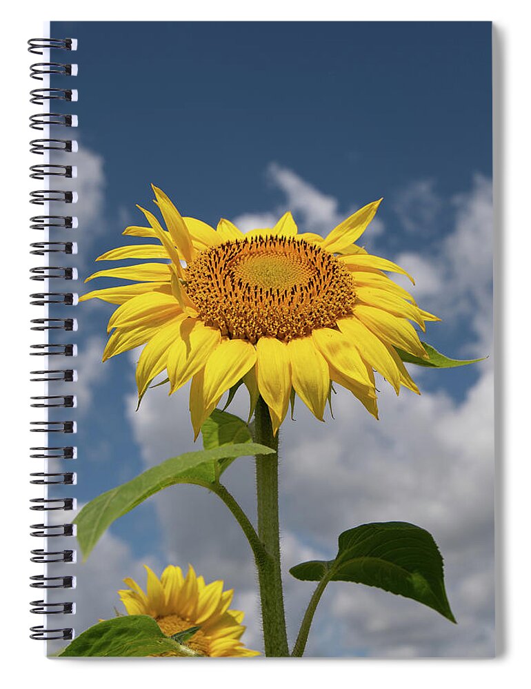 Sunflower Spiral Notebook featuring the photograph Sunflower by Carolyn Hutchins