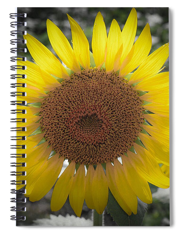 Sunflowers Spiral Notebook featuring the photograph Sunflower Closeup by Veronica Batterson