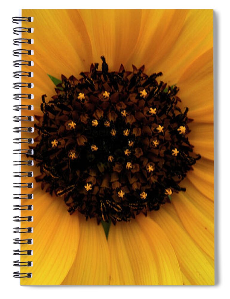 Flower Spiral Notebook featuring the photograph Sunflower by Doug Wittrock