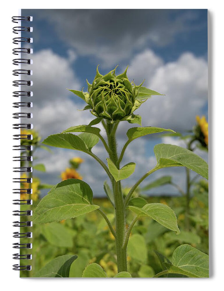 Sunflower Spiral Notebook featuring the photograph Sunflower Field by Carolyn Hutchins